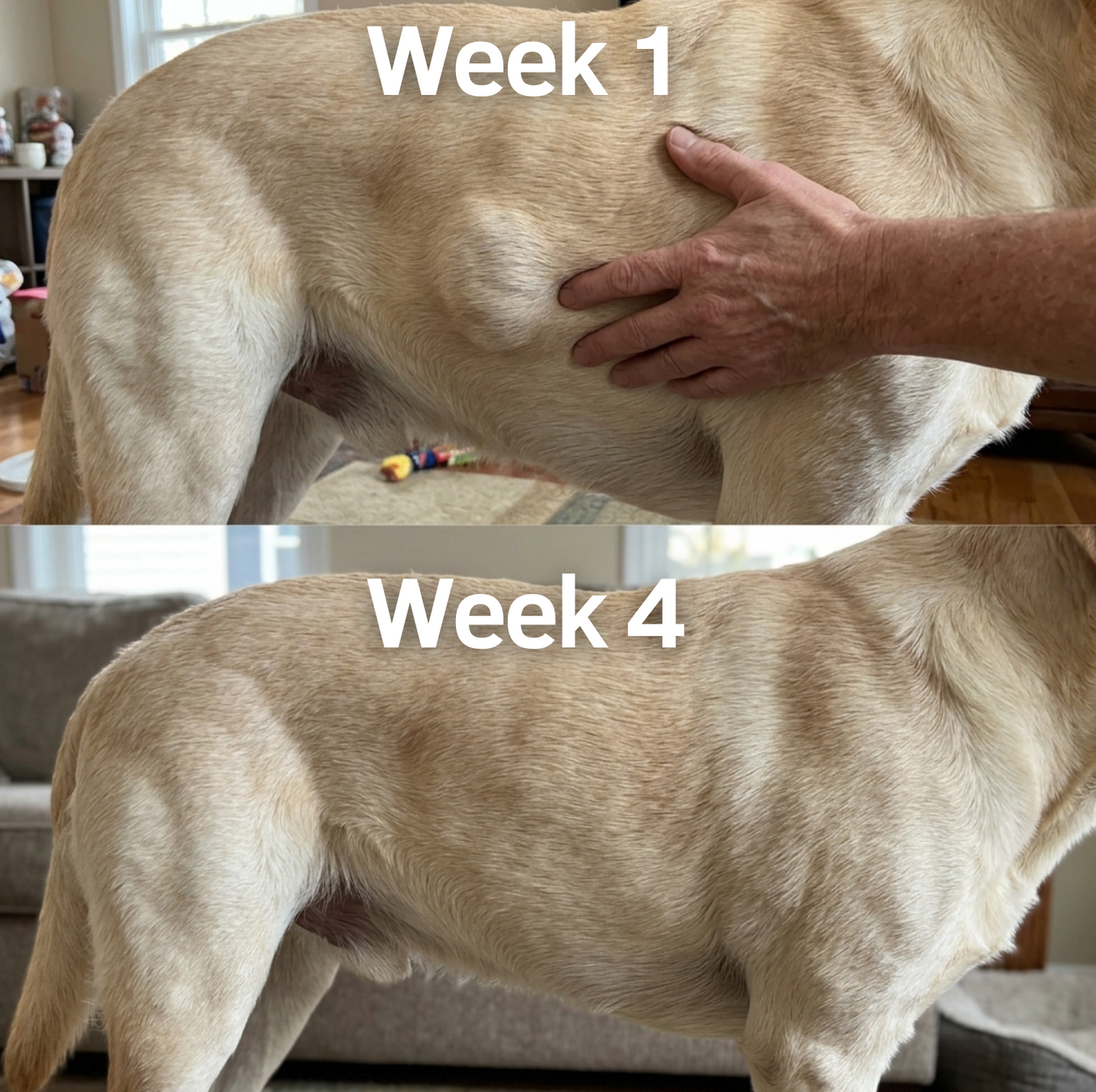 Senior dog's side shown at week one and week four