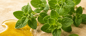 Wormwood Extract